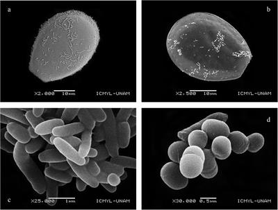 Associated Bacteria and Their Effects on Growth and Toxigenicity of the Dinoflagellate Prorocentrum lima Species Complex From Epibenthic Substrates Along Mexican Coasts